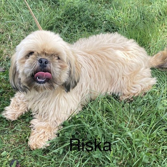 chien Shih tzu TRICOLORE RISKA Domaine de la Chantelaie