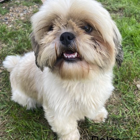 ROLCE shih tzu Femelle Shih tzu