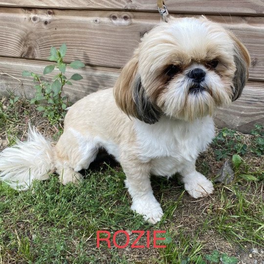 chien Shih tzu TRICOLORE Shih tzu ROZIE Domaine de la Chantelaie