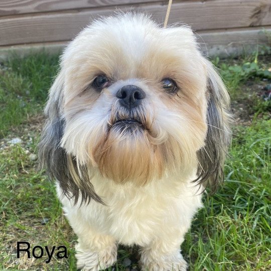 chien Shih tzu TRICOLORE ROYA SHIH TZU Domaine de la Chantelaie