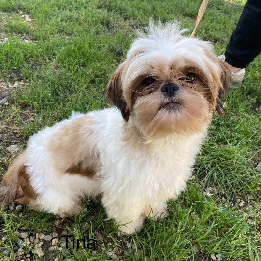 chien Shih tzu TRICOLORE TINA Domaine de la Chantelaie