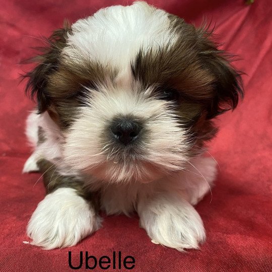 UBELLE shih tzu Femelle Shih tzu