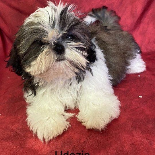 chiot Shih tzu Tricolore UDEZIA Domaine de la Chantelaie