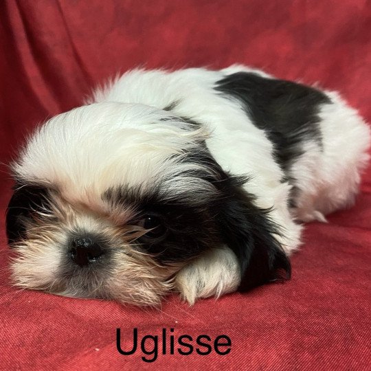 UGLISSE shih tzu Femelle Shih tzu