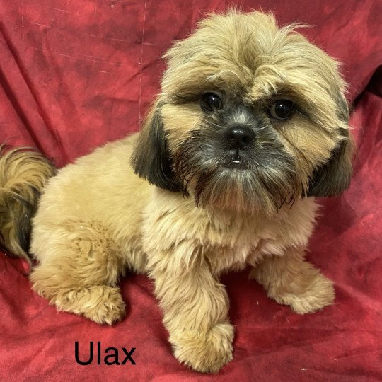 ULAX Shih Tzu Mâle Shih tzu