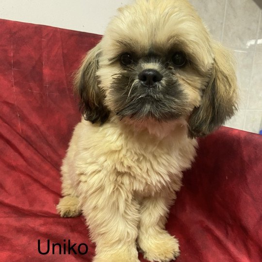 UNIKO Shih Tzu Mâle Shih tzu