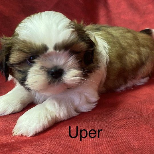 UPER shih tzu Mâle Shih tzu