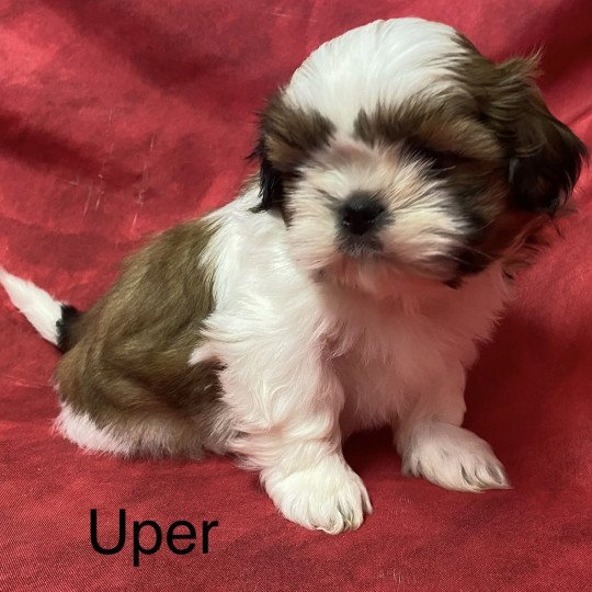 chiot Shih tzu UPER shih tzu Domaine de la Chantelaie