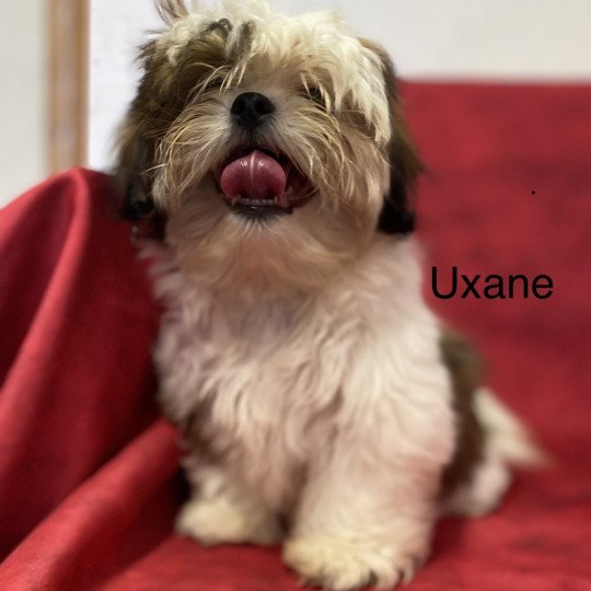 chiot Shih tzu Tricolore UPOLIN Domaine de la Chantelaie