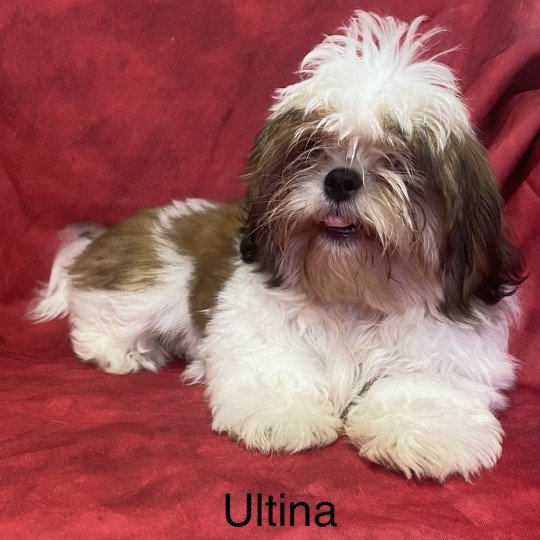 chiot Shih tzu Tricolore UPOLIN Domaine de la Chantelaie