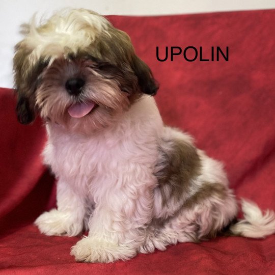 chiot Shih tzu Tricolore UPOLIN Domaine de la Chantelaie