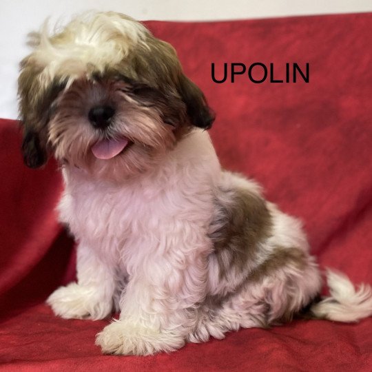 UPOLIN Mâle Shih tzu