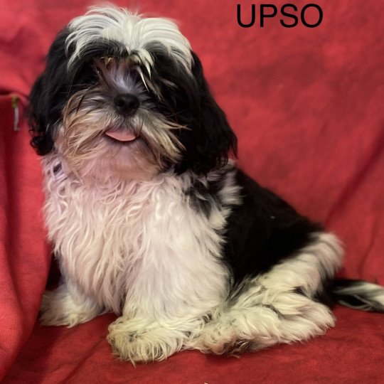 UPSO Mâle Shih tzu