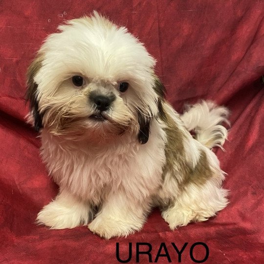 chiot Shih tzu Tricolore URAYO Domaine de la Chantelaie