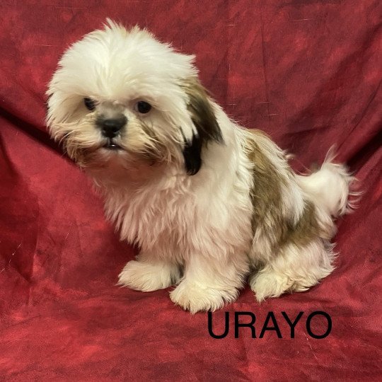 chiot Shih tzu Tricolore URAYO Domaine de la Chantelaie
