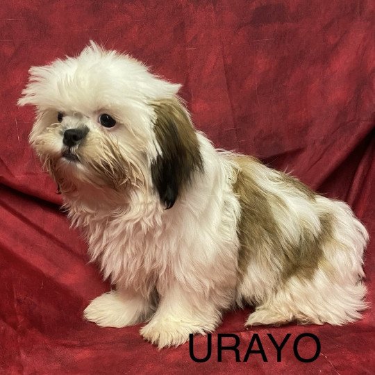 chiot Shih tzu Tricolore URAYO Domaine de la Chantelaie