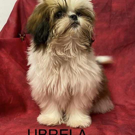 chiot Shih tzu Tricolore UBRELA Domaine de la Chantelaie