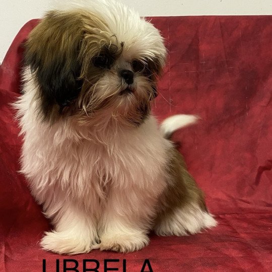 chiot Shih tzu Tricolore UBRELA Domaine de la Chantelaie