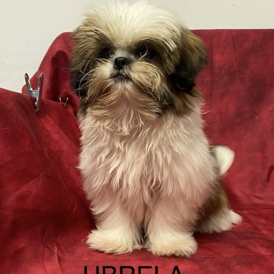 chiot Shih tzu Tricolore UBRELA Domaine de la Chantelaie