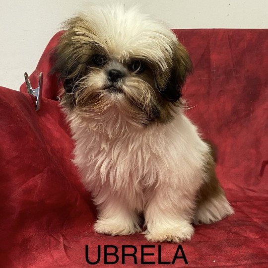 chiot Shih tzu Tricolore UBRELA Domaine de la Chantelaie