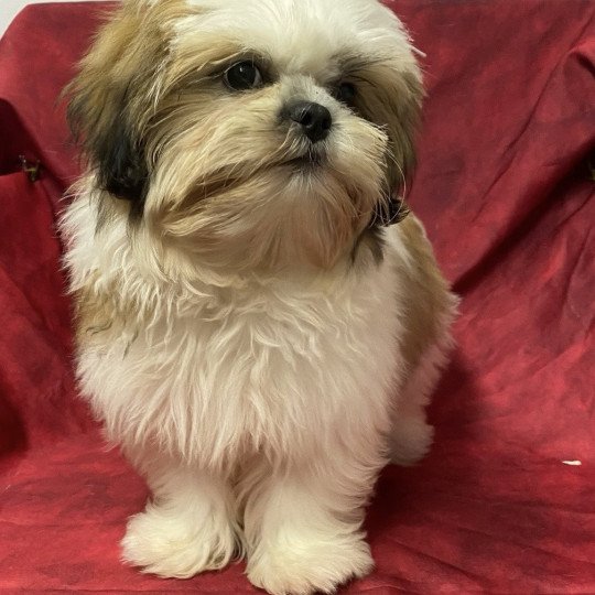 chiot Shih tzu Tricolore URUS Domaine de la Chantelaie