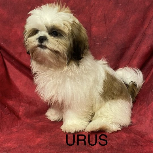 chiot Shih tzu Tricolore URUS Domaine de la Chantelaie