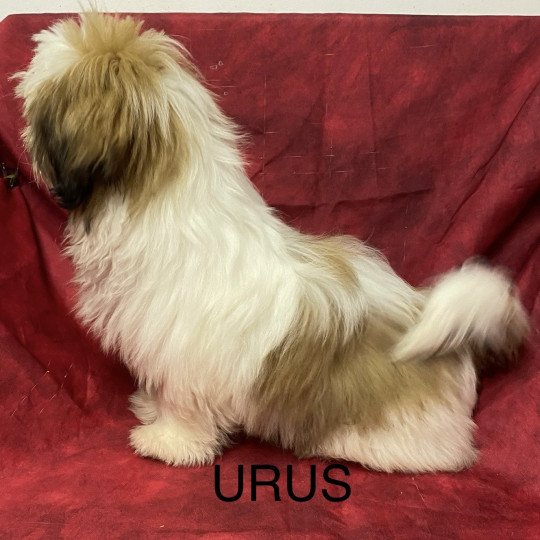 chiot Shih tzu Tricolore URUS Domaine de la Chantelaie
