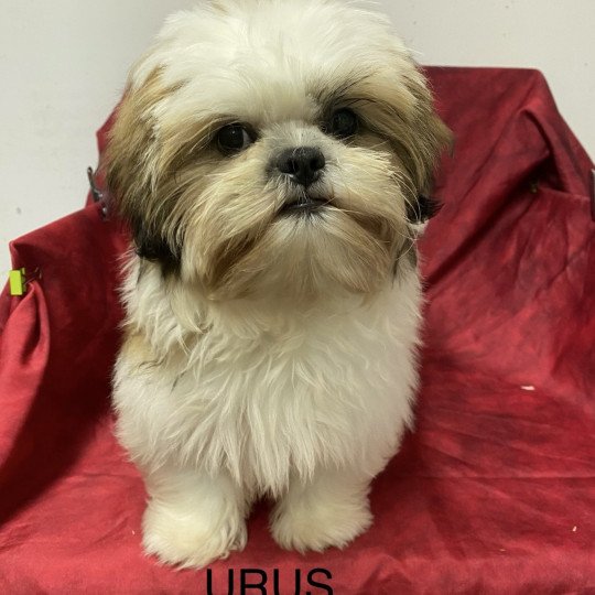 URUS Shih tzu Mâle Shih tzu