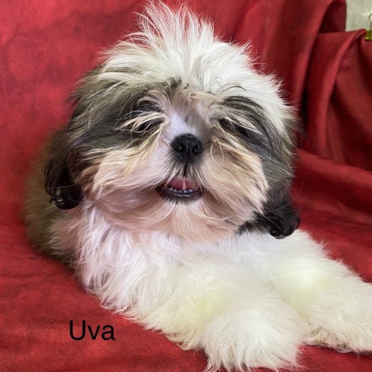 chiot Shih tzu Tricolore UVA Domaine de la Chantelaie