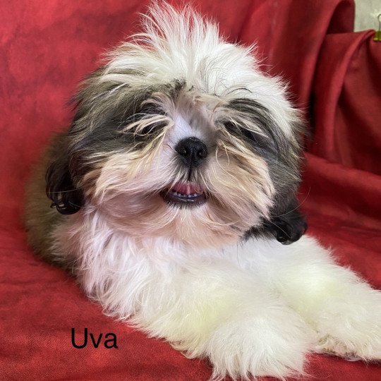 UVA Femelle Shih tzu