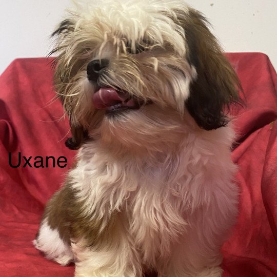 chiot Shih tzu Tricolore UXANE Domaine de la Chantelaie