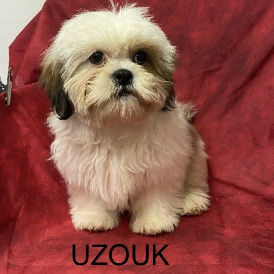 chiot Shih tzu Tricolore UZOUK shih tzu Domaine de la Chantelaie