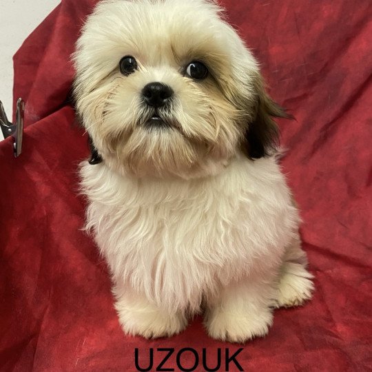 chiot Shih tzu Tricolore UZOUK shih tzu Domaine de la Chantelaie