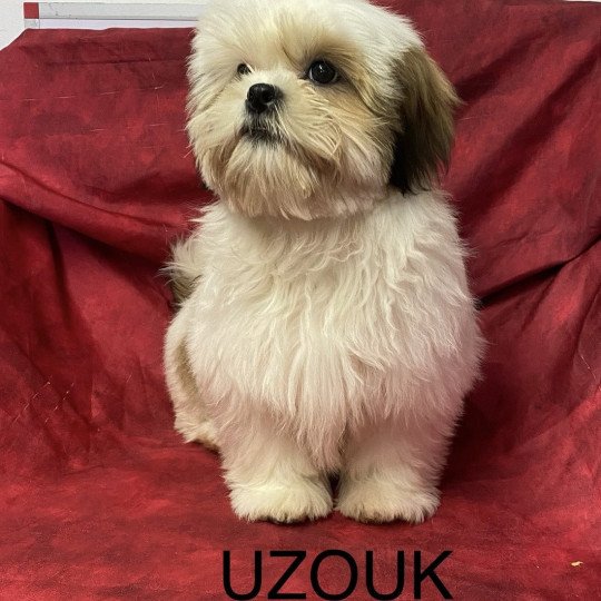 chiot Shih tzu Tricolore UZOUK shih tzu Domaine de la Chantelaie