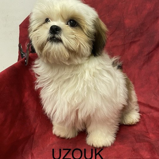 chiot Shih tzu Tricolore UZOUK shih tzu Domaine de la Chantelaie
