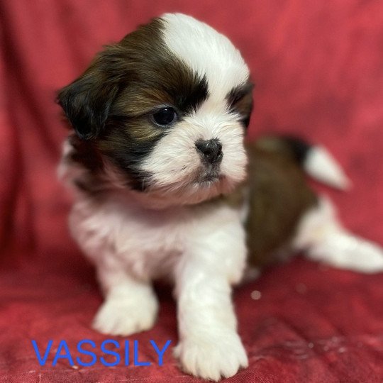 chiot Shih tzu tricolore VASSILY shih tzu à réserver Domaine de la Chantelaie