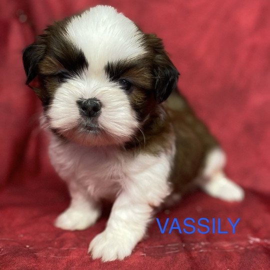 chiot Shih tzu tricolore VASSILY shih tzu à réserver Domaine de la Chantelaie