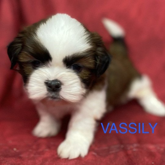 chiot Shih tzu tricolore VASSILY shih tzu à réserver Domaine de la Chantelaie