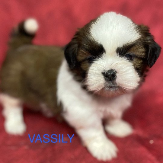chiot Shih tzu tricolore VASSILY shih tzu à réserver Domaine de la Chantelaie