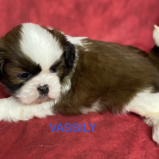 chiot Shih tzu tricolore VASSILY shih tzu à réserver Domaine de la Chantelaie
