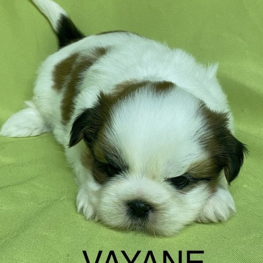 chiot Shih tzu VEGAS shih tzu Domaine de la Chantelaie