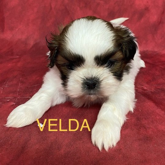 chiot Shih tzu tricolore VELDA shih tzu à réserver Domaine de la Chantelaie
