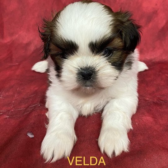 chiot Shih tzu tricolore VELDA shih tzu à réserver Domaine de la Chantelaie