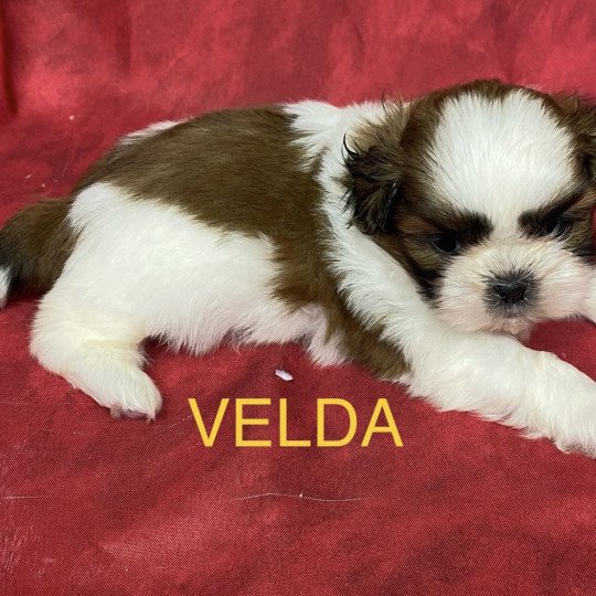 chiot Shih tzu tricolore VELDA shih tzu à réserver Domaine de la Chantelaie