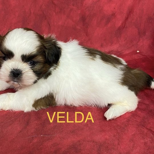 chiot Shih tzu tricolore VELDA shih tzu à réserver Domaine de la Chantelaie