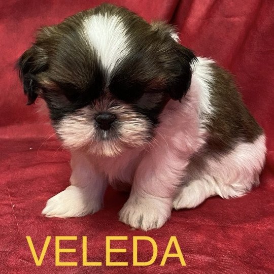 chiot Shih tzu tricolore VELEDA shi tzu à réserver Domaine de la Chantelaie