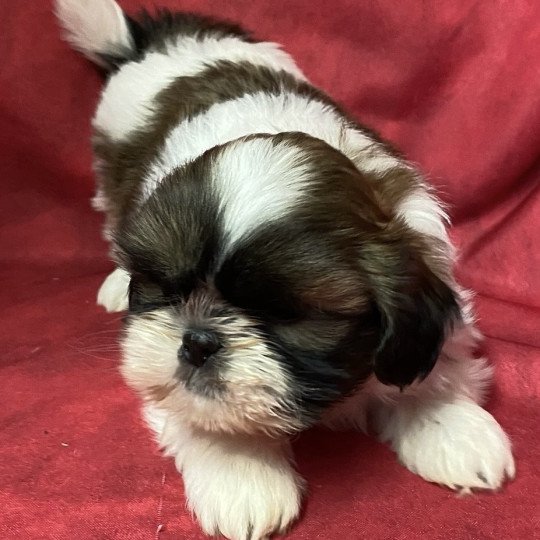 chiot Shih tzu tricolore VELEDA shi tzu à réserver Domaine de la Chantelaie