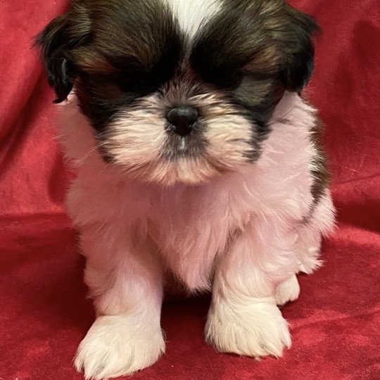 chiot Shih tzu tricolore VELEDA shi tzu à réserver Domaine de la Chantelaie