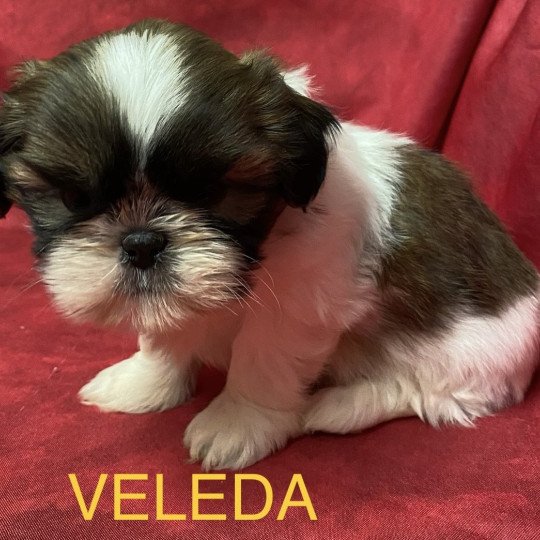chiot Shih tzu tricolore VELEDA shi tzu à réserver Domaine de la Chantelaie