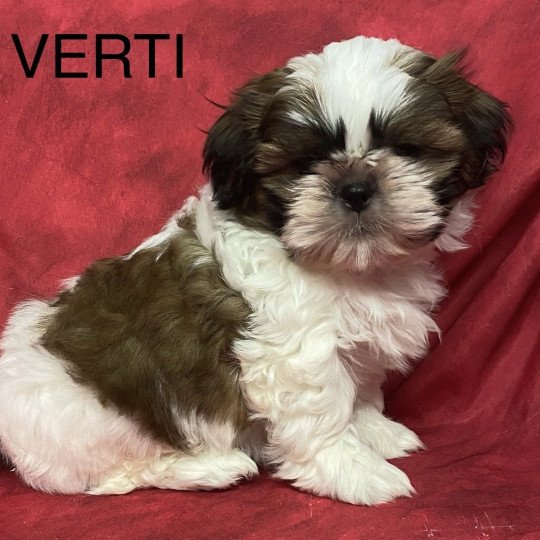 chiot Shih tzu tricolore VERTI shih tzu Domaine de la Chantelaie